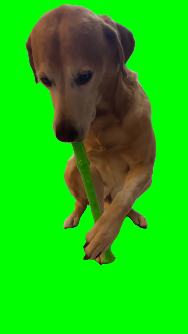 Dog playing flute green screen