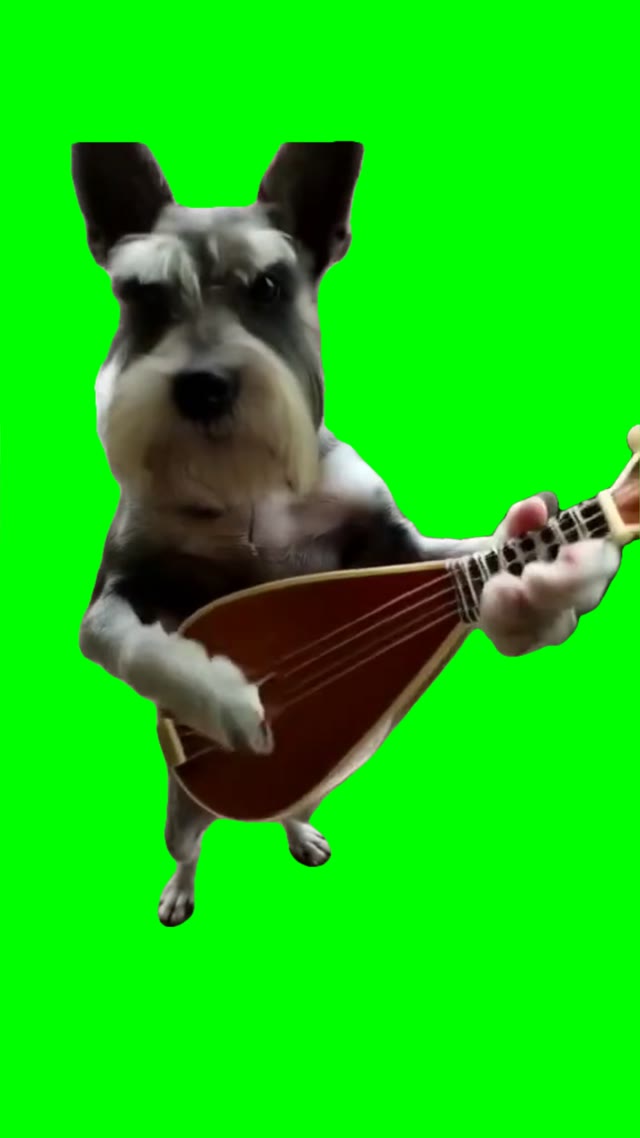 Dog playing guitar green screen