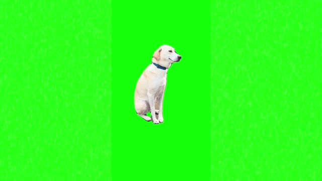 Dog smiling green screen