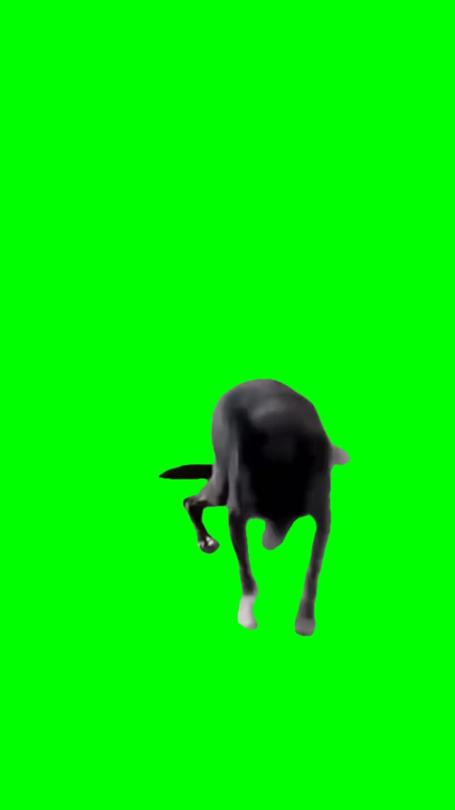 Dog sneezing green screen