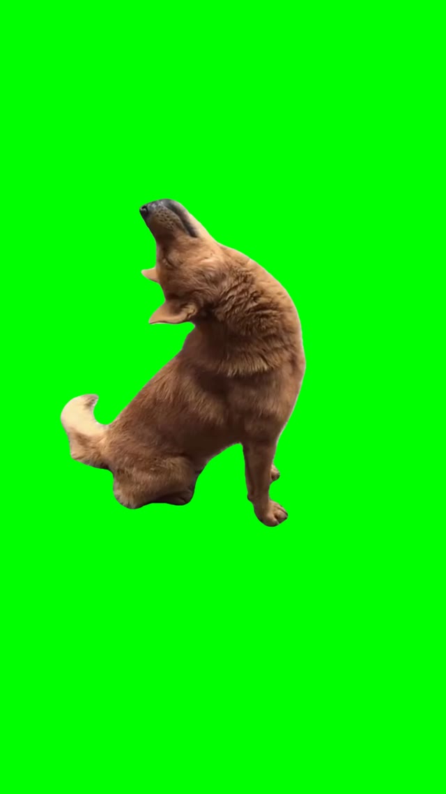 Dog snoring green screen
