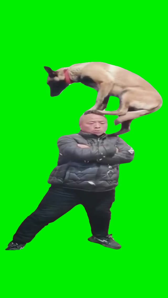 Dog standing on top of man green screen