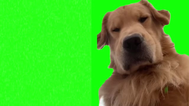 Dog staring and sighs green screen