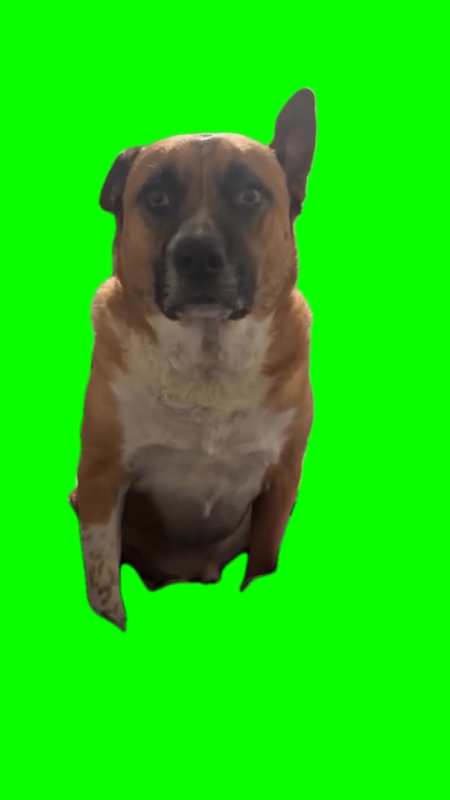 Dog staring green screen
