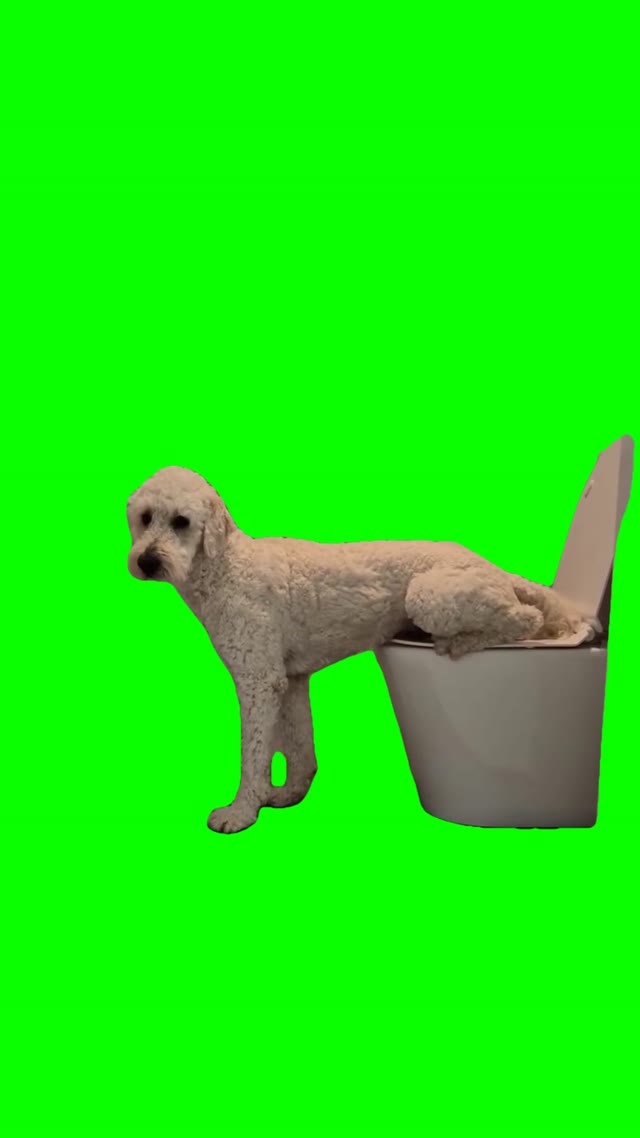Dog urinating green screen