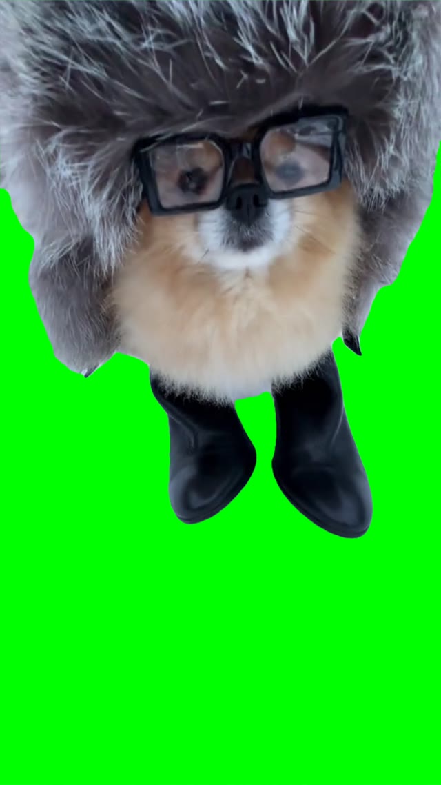 Dog with a big hat green screen