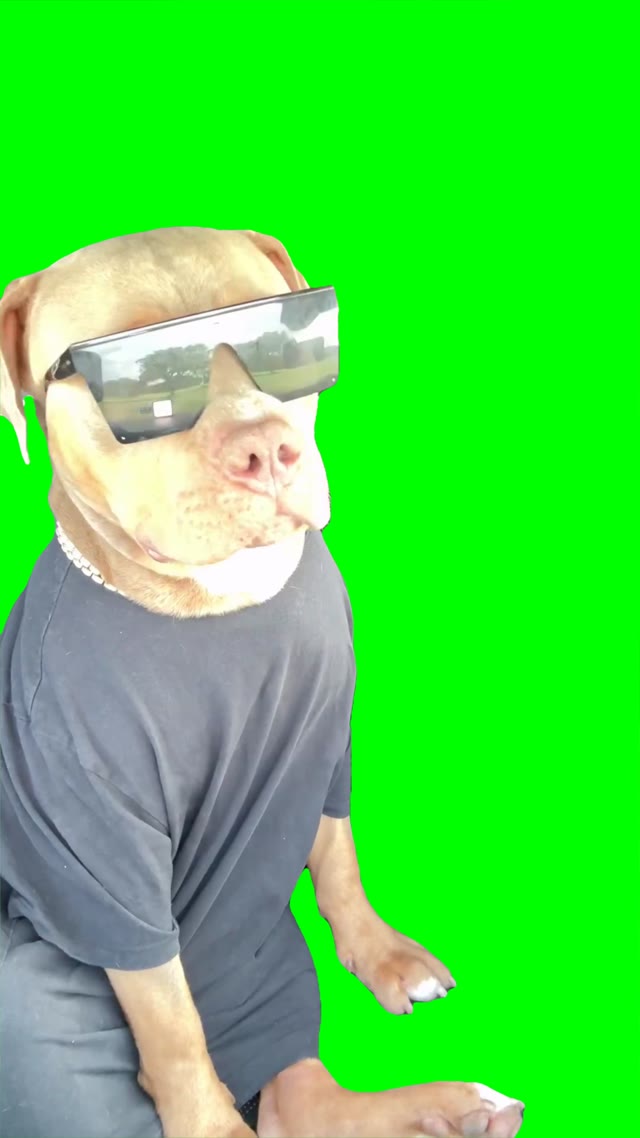 Doggy nodding head to music green screen