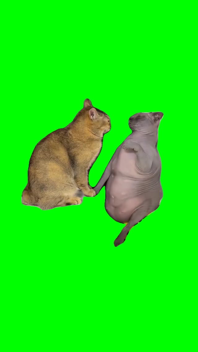 Dramatic cat green screen