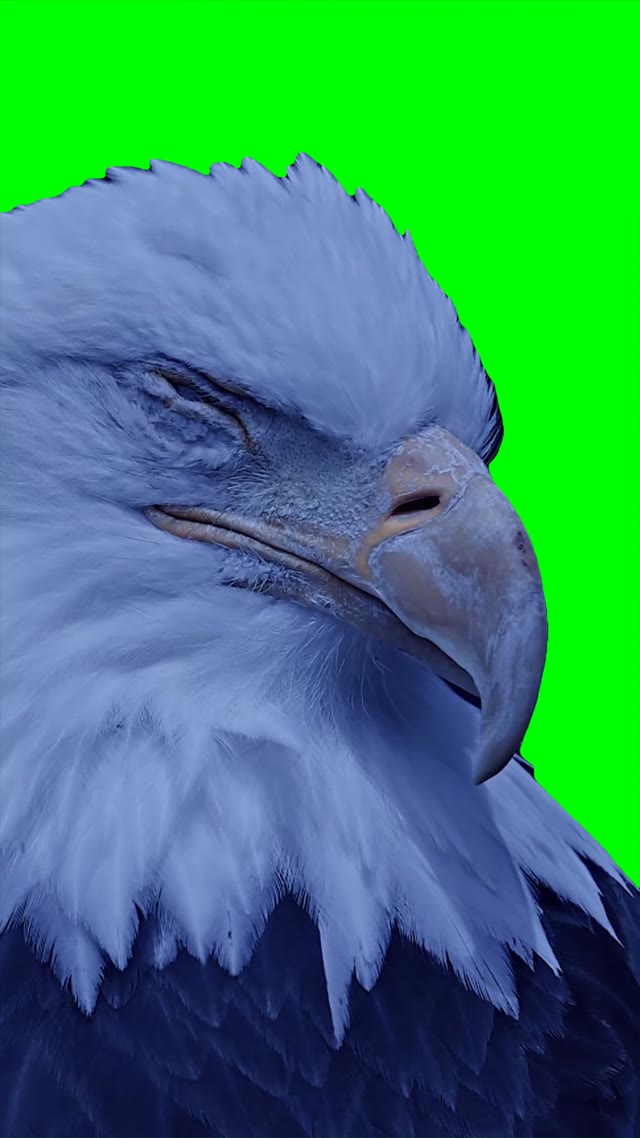 Eagle looking green screen