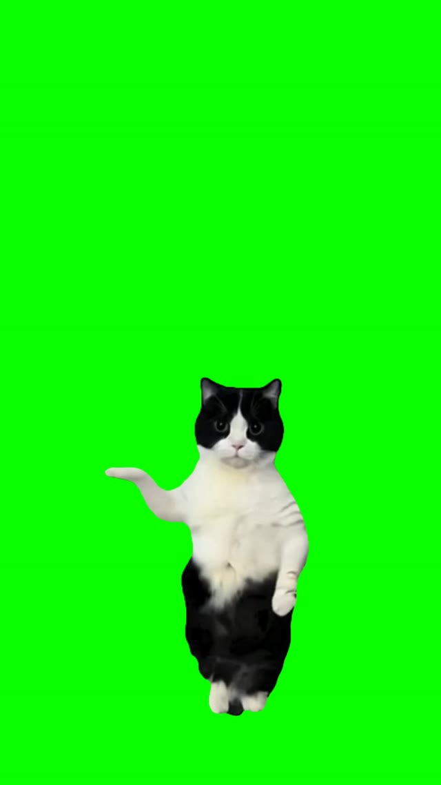 Este cat dance green screen
