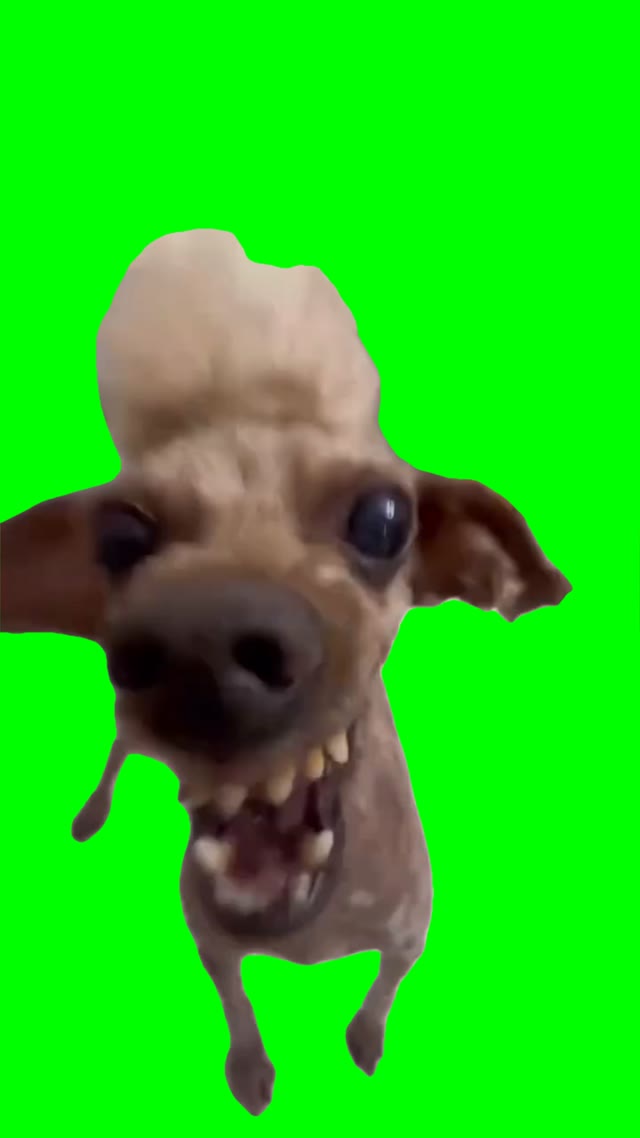 Excited dog green screen