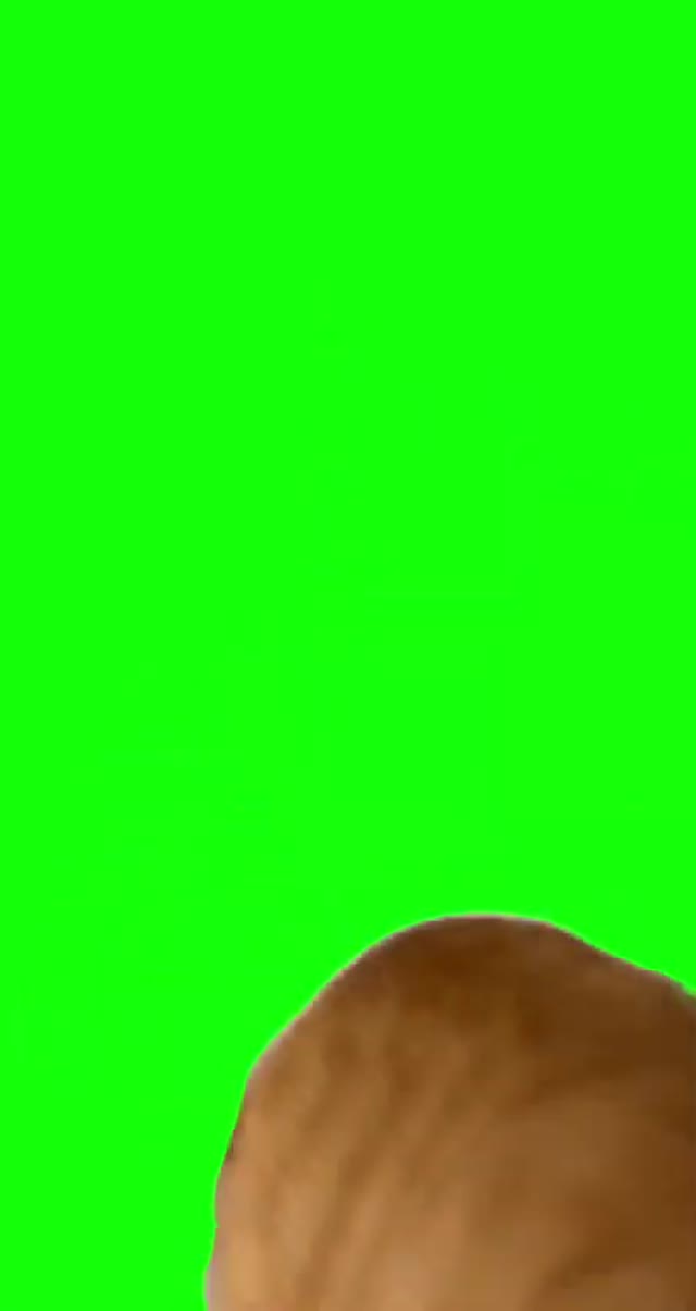 Eyebrow Cat Vine Boom green screen