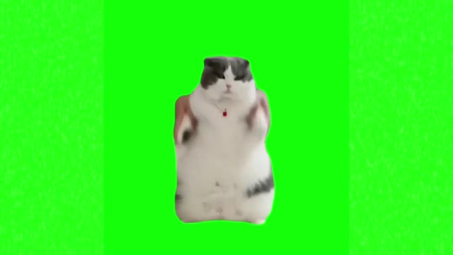 Fat cat silly dance green screen