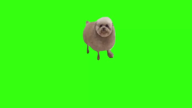 Fluffy Puppy green screen