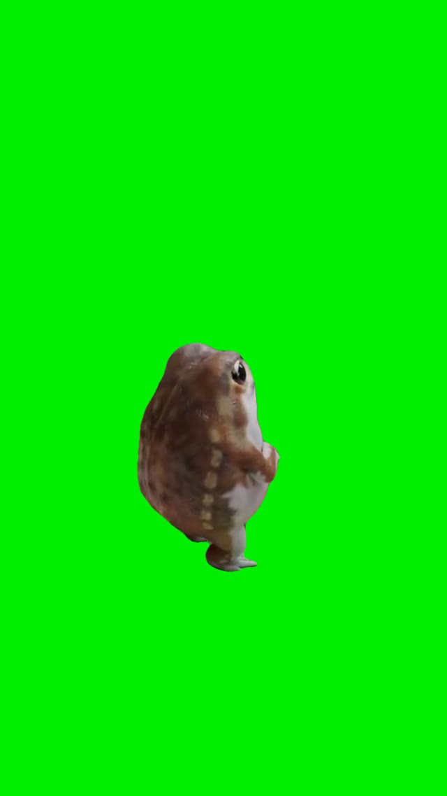 Frog standing green screen