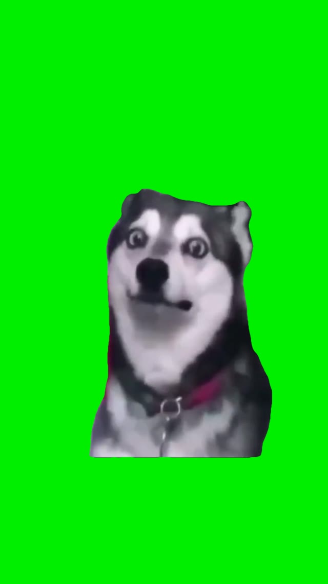 Gaging dog green screen
