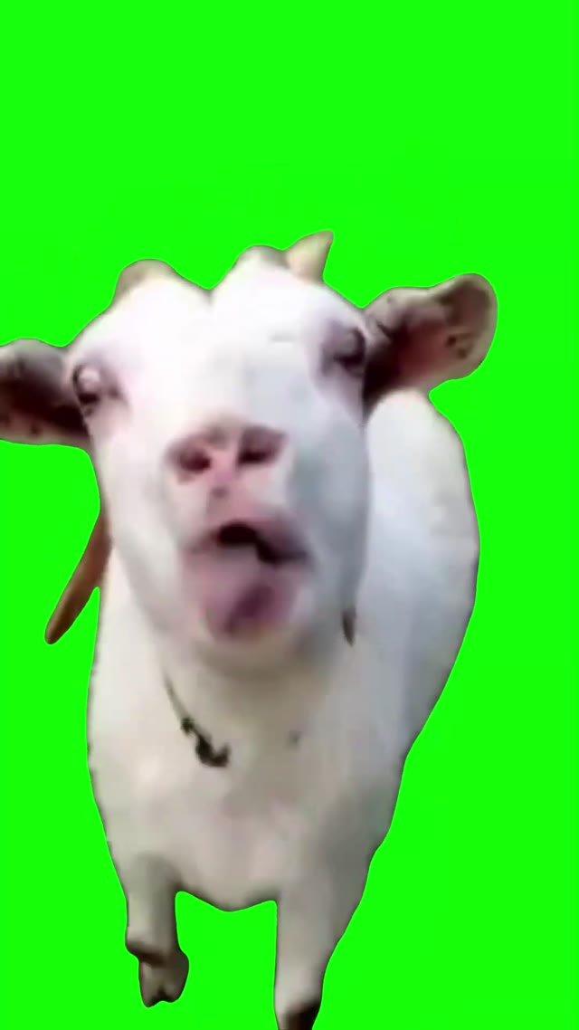 Goat Sticking Out Tongue green screen