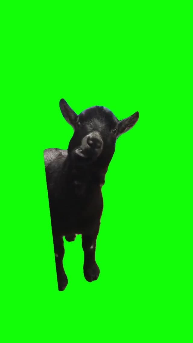 Goat chewing green screen