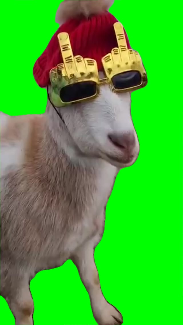 Goat doesnt give a Fk green screen