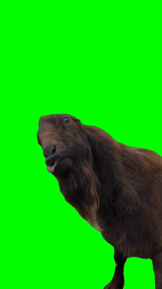 Goat mocking green screen