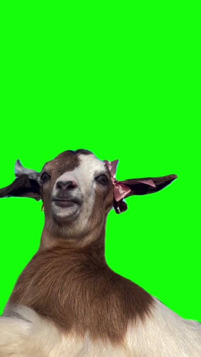 Goat talking green screen