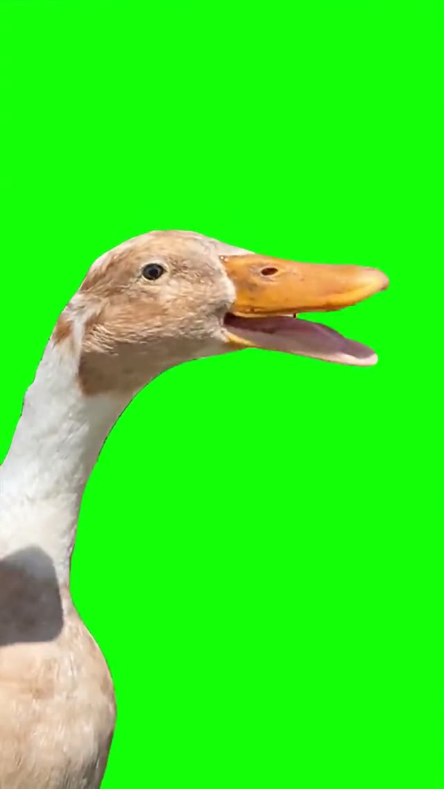 Goose rapping to busta rhymes green screen
