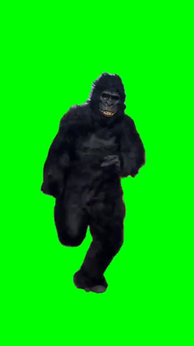 Gorilla Running green screen