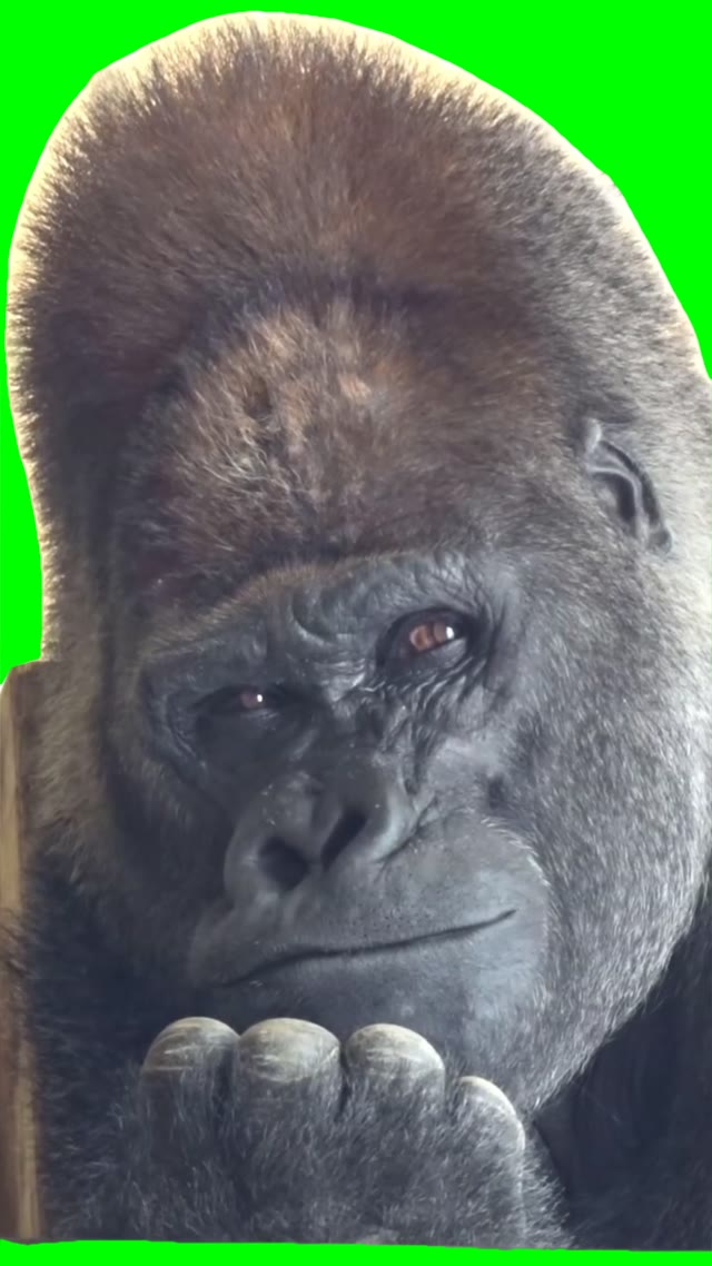Gorilla Thinking green screen