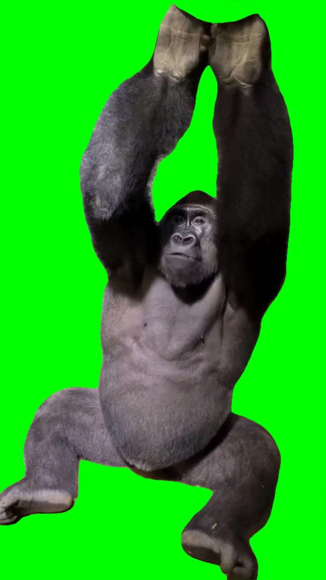 Gorilla chilling green screen