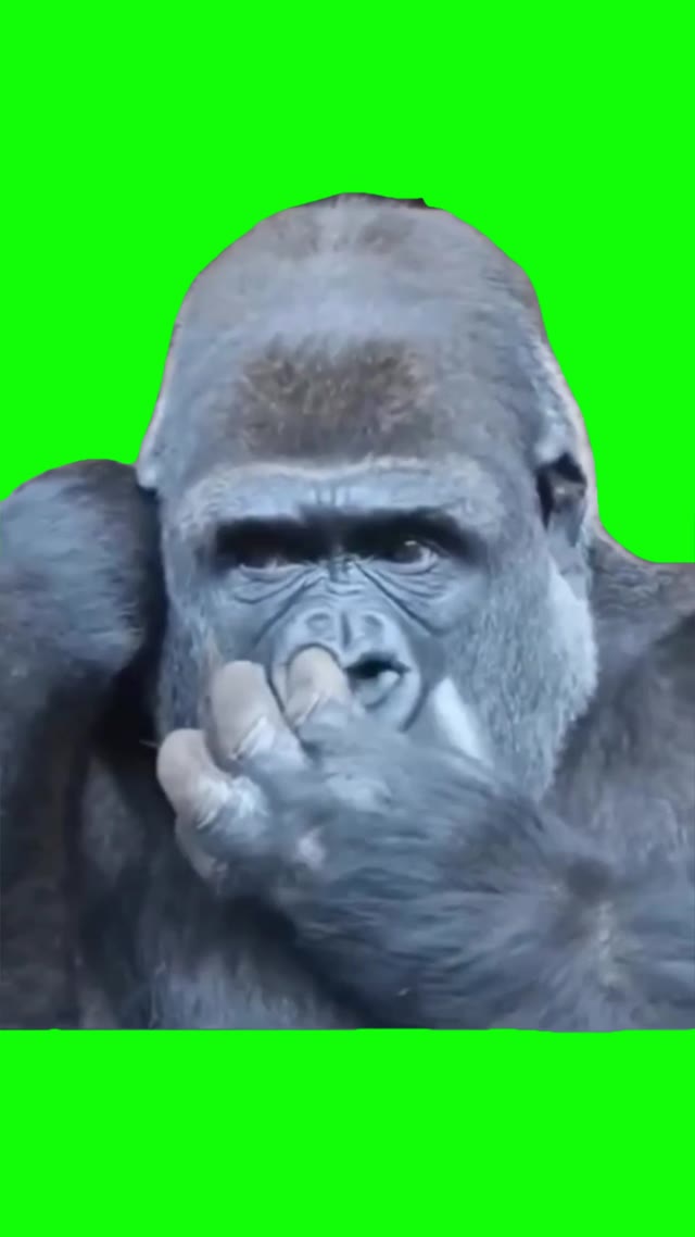 Gorilla eating booger green screen