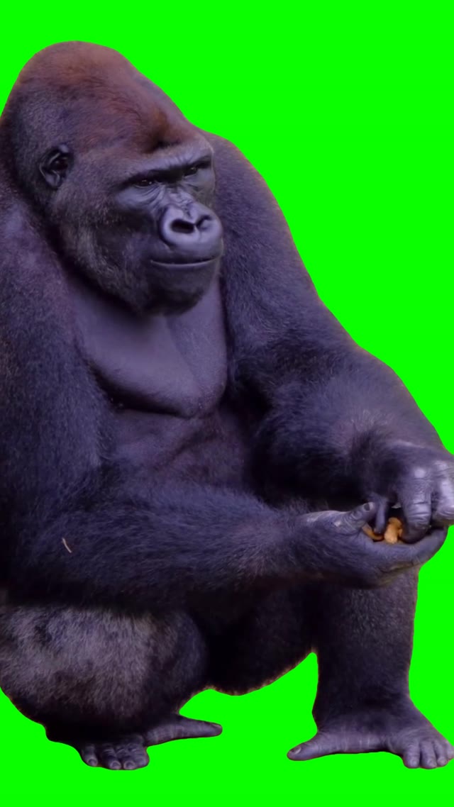 Gorilla eating green screen