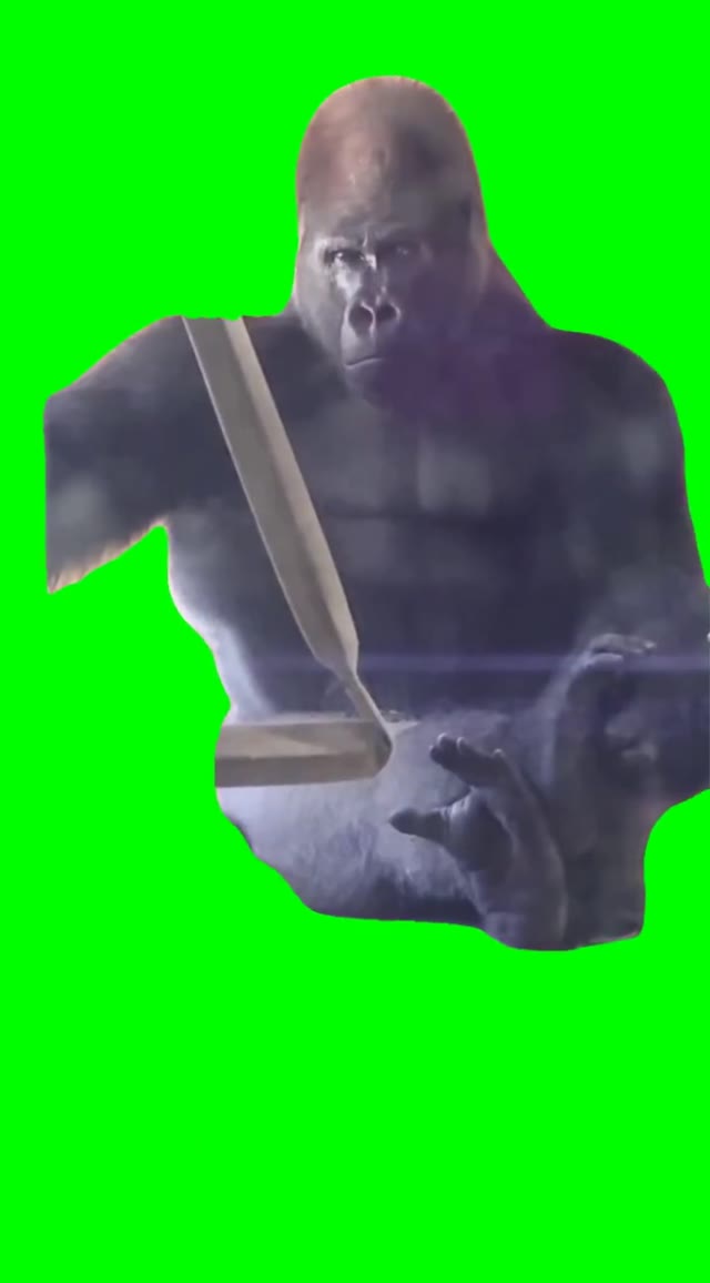 Gorilla thinking green screen