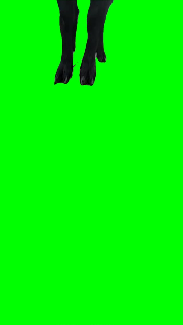 Gost with big glasses green screen