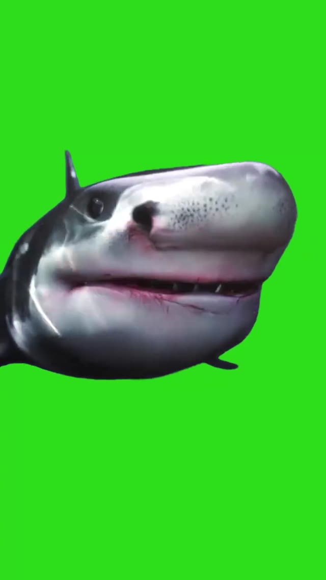 Great White27s Pearls of Wisdom 23meme 23lol 23animation 23funny green screen