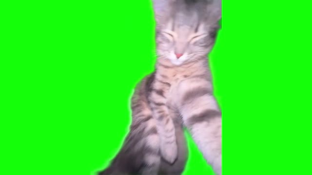 Green Screen Cat Rizz green screen