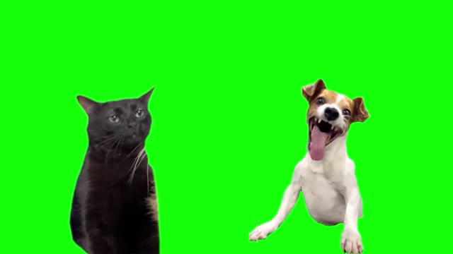 Green Screen Laughing Dog With Black Cat Zoning Out green screen