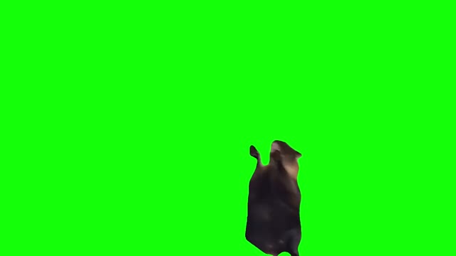 Green Screen Screaming Cat green screen