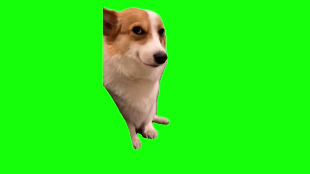 Green Screen Smiling Corgi Dog green screen