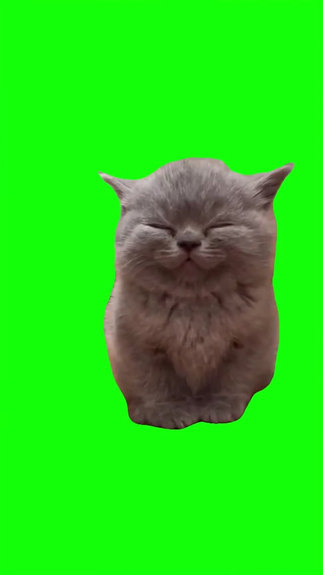 Grey kitten smiling green screen