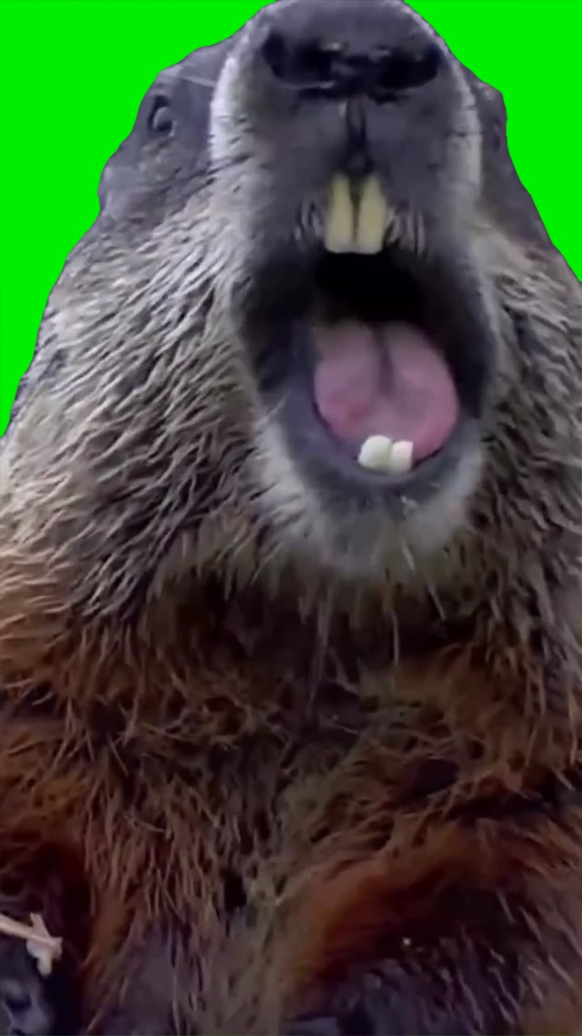 Groundhog burps green screen