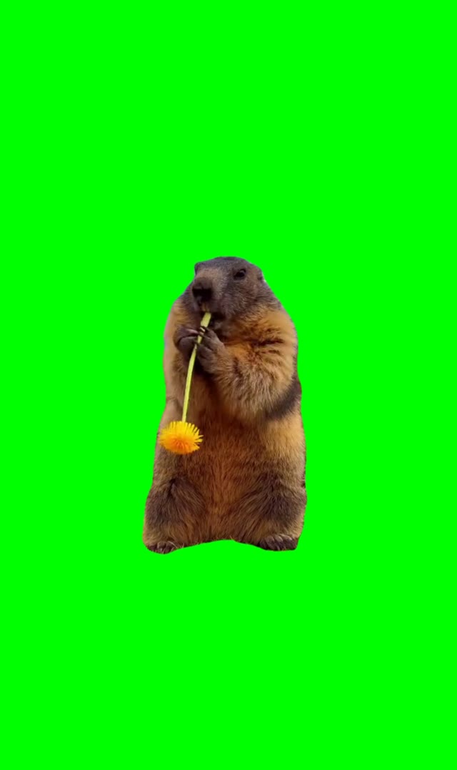Groundhog eating green screen