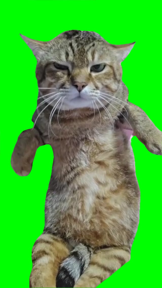 Grump cat mingle green screen
