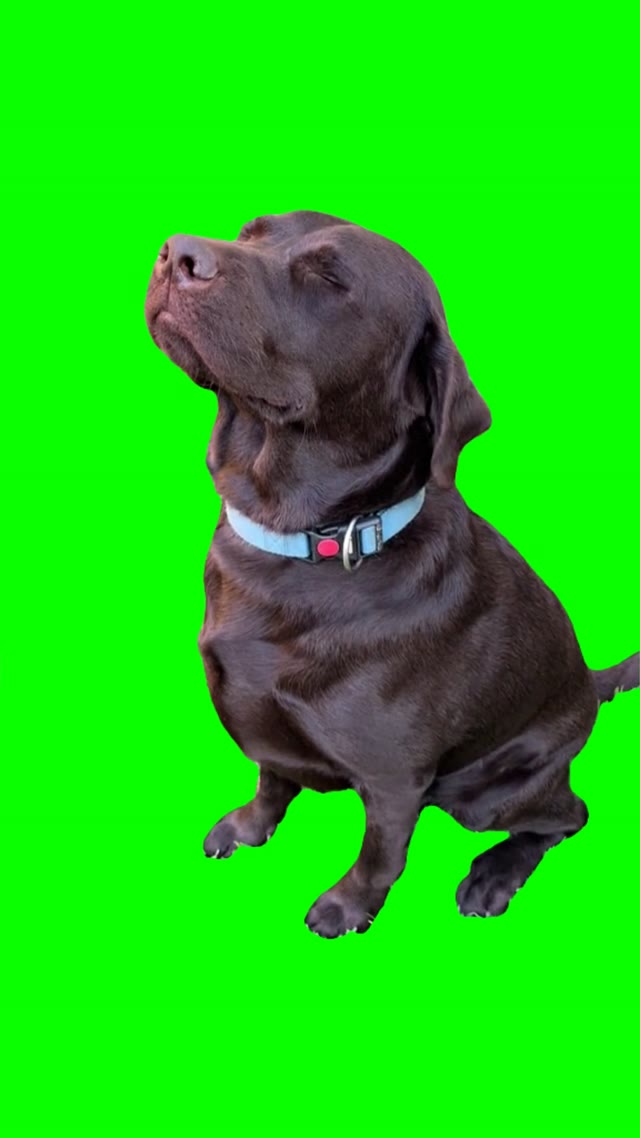 Guilty dog green screen