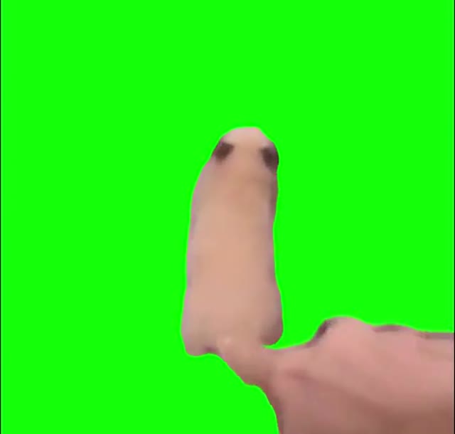 Hamster scared of touching green screen