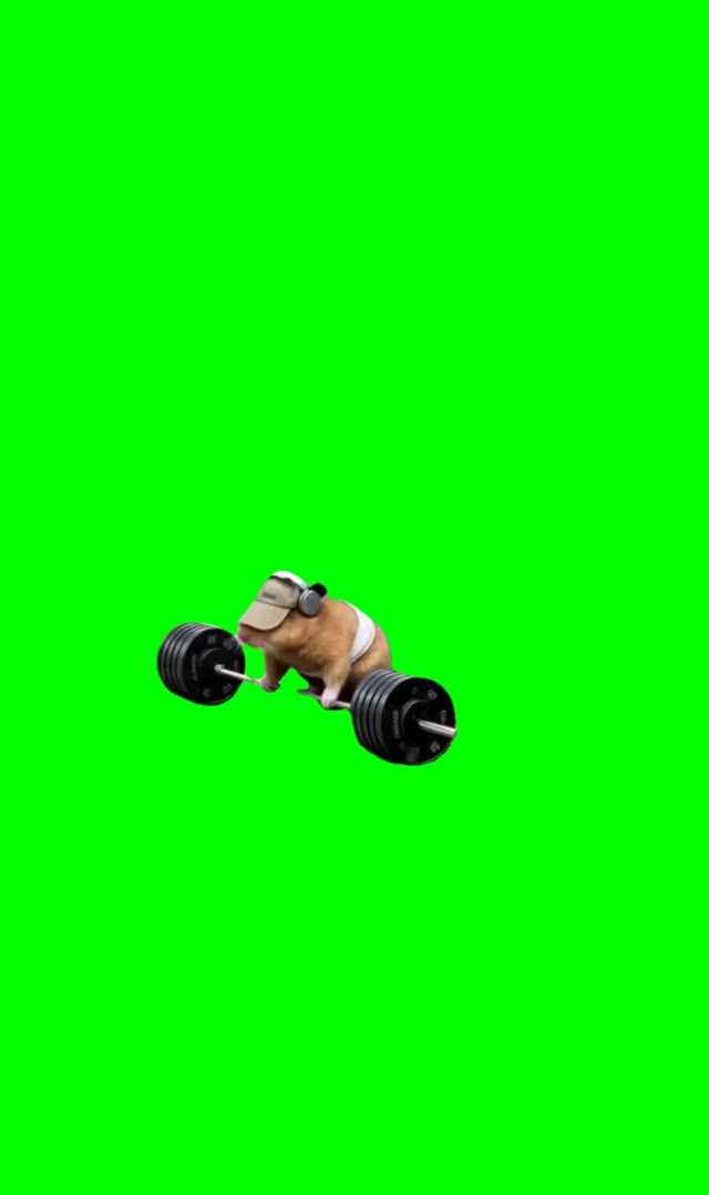 Hamster workibg out green screen