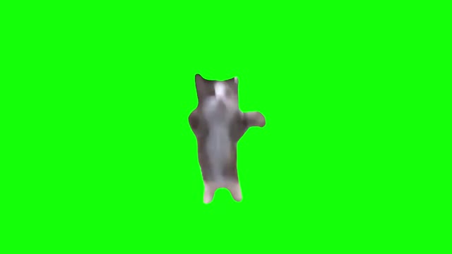 Happy Cat green screen