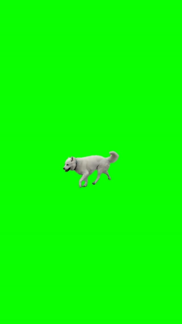 Happy Dog green screen