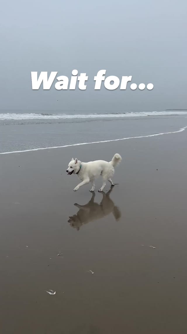 Happy Dog green screen