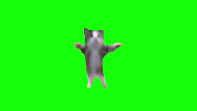 Happy20Happy20Happy20Cat20Meme20Green20Screen20funny20meme20cat green screen
