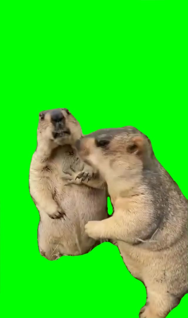 Holding back let him cook  green screen